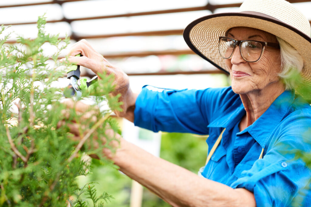 Waist up portrait of smiling senior woman trimming plants in a garden